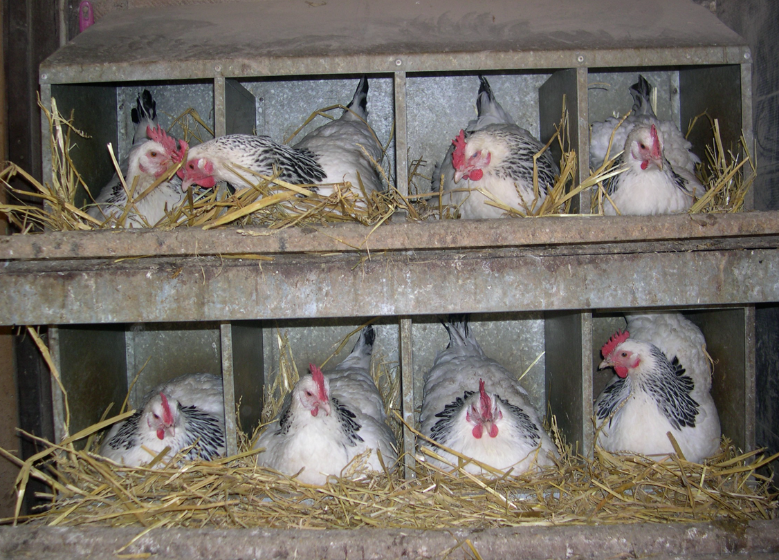 méditations de poules bourbonnaises sur leurs nids (dcrid57)