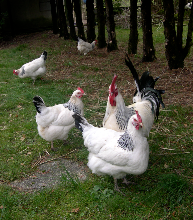 Coq et poules bourbonnaises (dcrid57).
