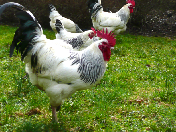 Coqs et poules bourbonnaises sur parcours herbeux.