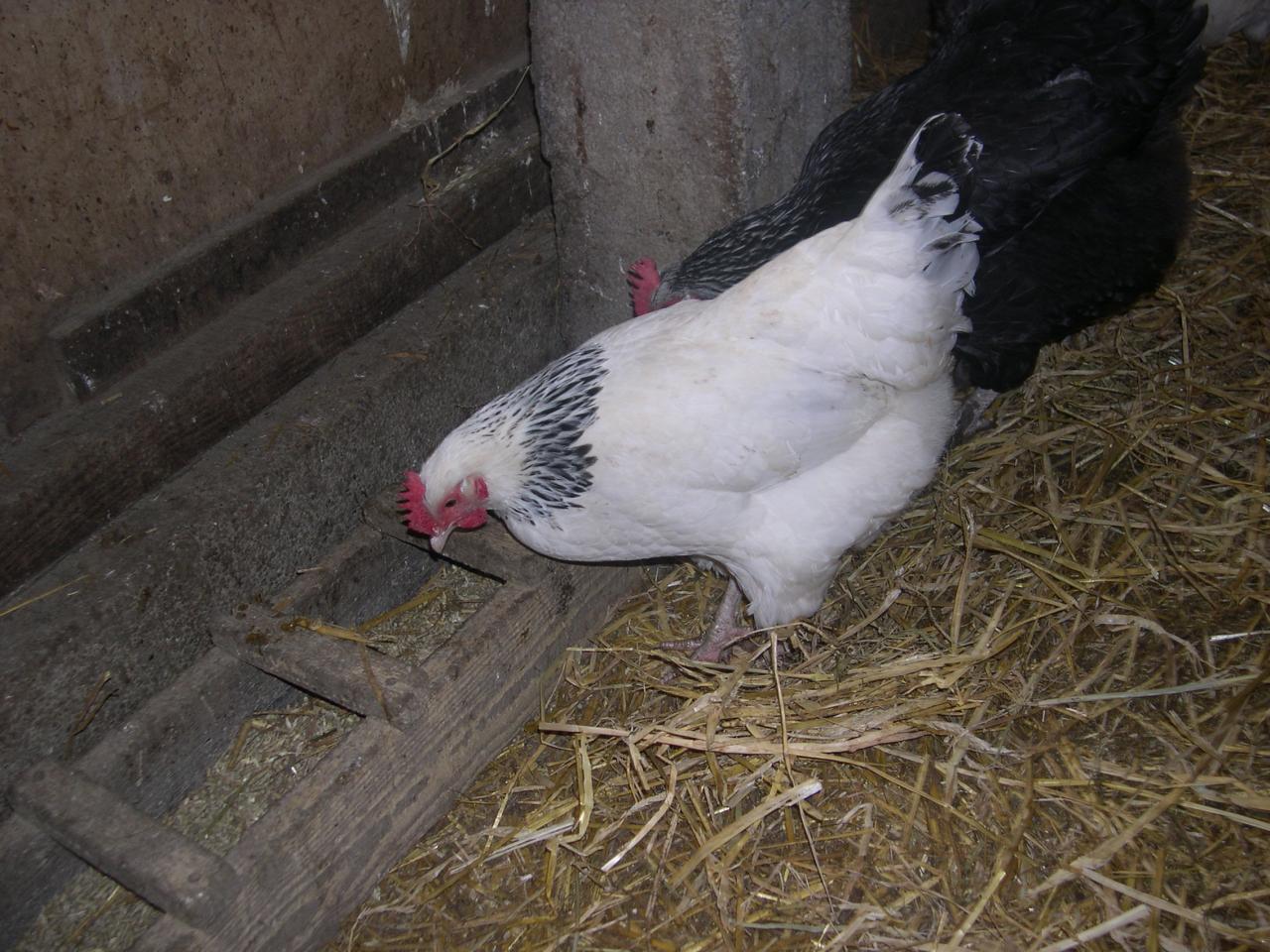 poule bourbonnaise (dcrid57)