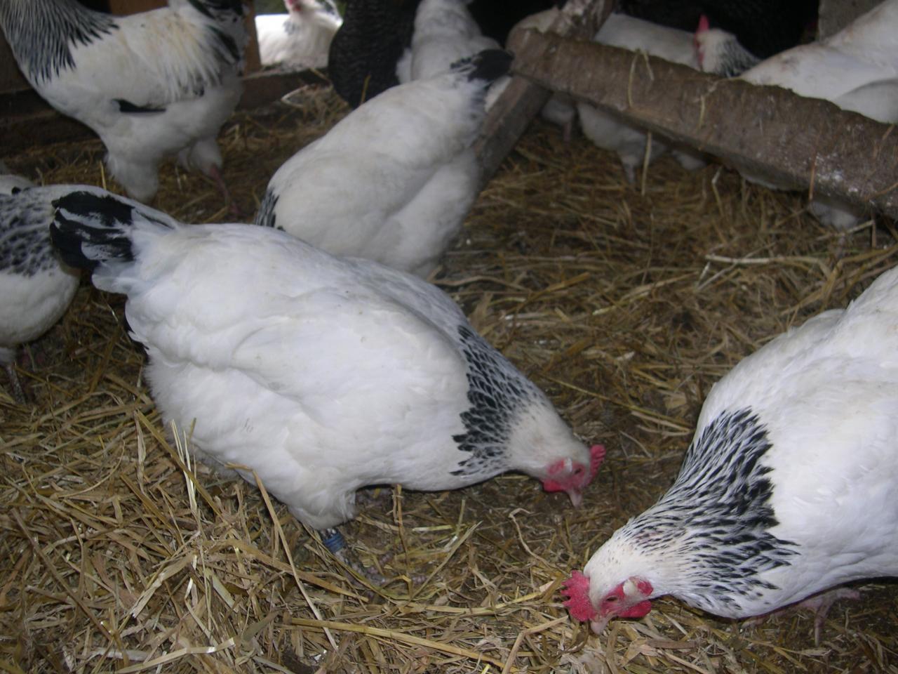 poules bourbonnaises (dcrid57)
