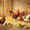 24220-chickens-in-a-barnyard-f.jpg