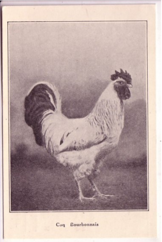 Ancien tableau d'un coq bourbonnais (milieu 20 siècle)