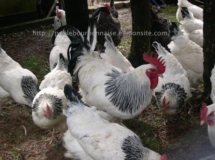 Coq et poules bourbonnaises dans les sous bois