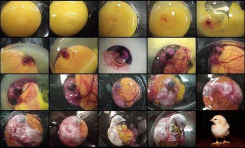 Développement de l'embryon