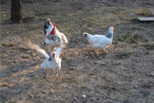 Coq poursuisant une poule pour s'accoupler