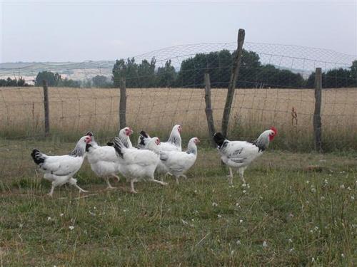 Volailles bourbonnaises en prairie